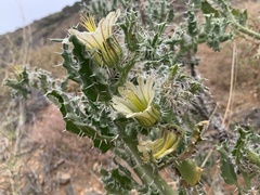 Codon royenii