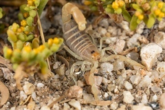 Parabuthus brevimanus