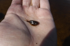 Lepidurus arcticus