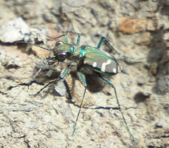 Cicindela limbalis