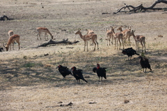 Bucorvus leadbeateri