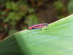 Cicadellinae