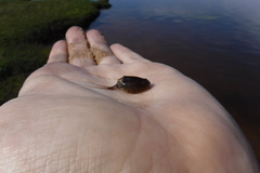Lepidurus arcticus