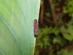 Cicadellinae