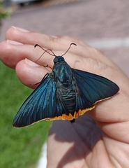 Chalypyge chalybea chalybea