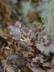 Lobarina scrobiculata