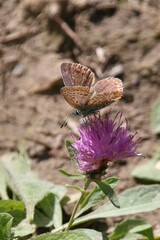 Polyommatus bellargus