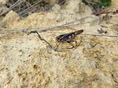 Locusta migratoria