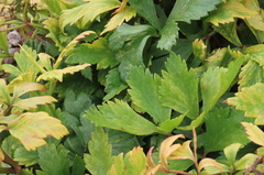 Ligusticum scothicum