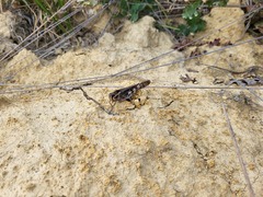 Locusta migratoria
