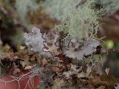 Lobarina scrobiculata