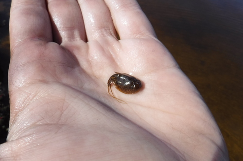 Lepidurus arcticus