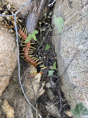 Scolopendra heros