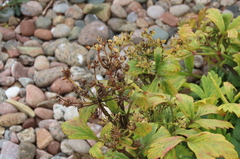 Ligusticum scothicum