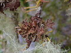 Pseudocyphellaria