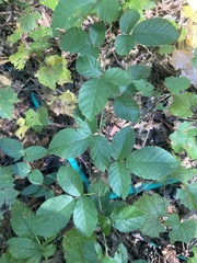Rubus cuneifolius