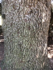 Abies cephalonica