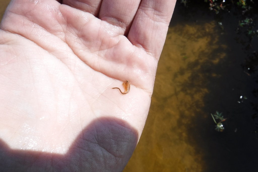 circumpolar fairy shrimp