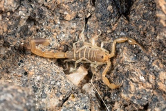 Uroplectes schlechteri