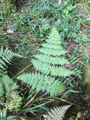 Dryopteris paleolata