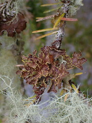 Pseudocyphellaria