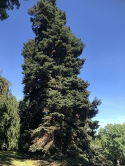 Abies cephalonica