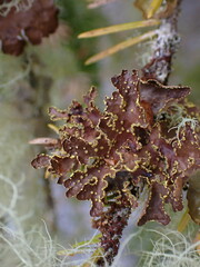 Pseudocyphellaria