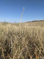 Bouteloua gracilis