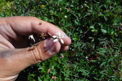 Micranthes foliolosa