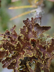 Pseudocyphellaria