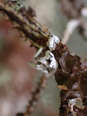Erioderma sorediatum