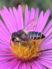 Megachile centuncularis