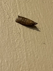 Plodia interpunctella