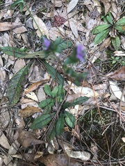 Elephantopus tomentosus