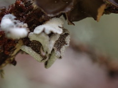 Erioderma sorediatum