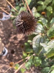 Echinacea