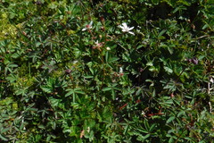 Micranthes foliolosa