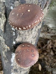 Lentinula edodes