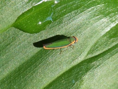 Stephanolla rufoapicata