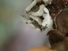 Erioderma sorediatum