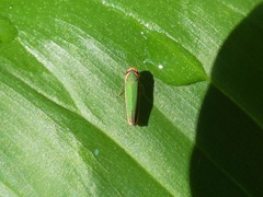 Stephanolla rufoapicata