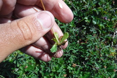 Micranthes foliolosa