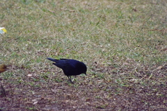 Molothrus bonariensis