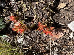 Castilleja miniata miniata