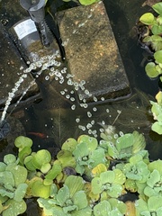 Pistia stratiotes