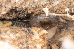 Parabuthus villosus