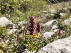 Agastache