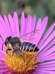 Megachile centuncularis