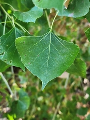 Populus fremontii