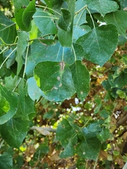 Populus fremontii